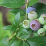 blueberry, fruit, berry-476544.jpg