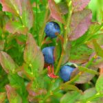 blueberry, shrub, violet-523012.jpg