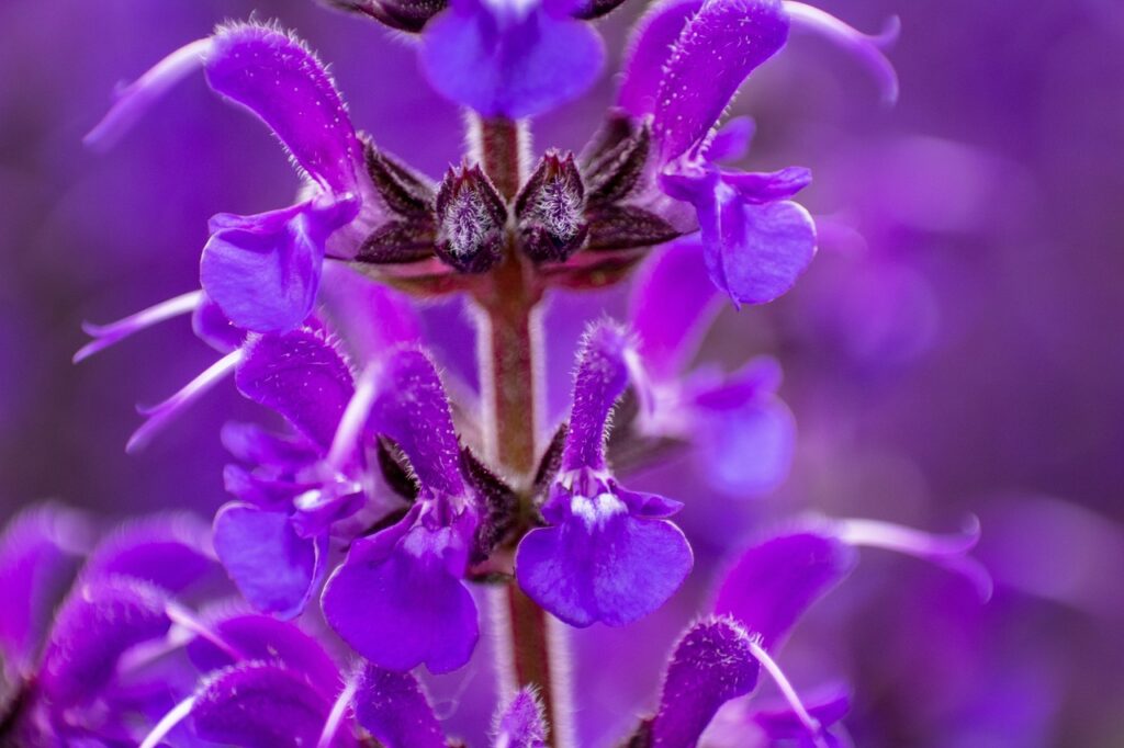 salvia, flower, purple-5216858.jpg