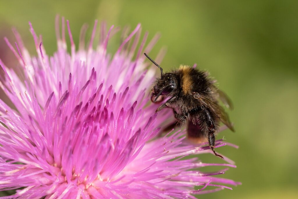 bumblebee, garden bumblebee, bombus hortorum-3532736.jpg