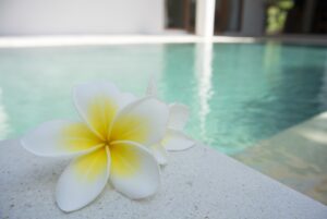 flower, frangipani, pool-1460889.jpg